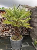palmboom (kuip inbegrepen), Tuin en Terras, Planten | Bomen, Ophalen, In pot, Palmboom, 100 tot 250 cm
