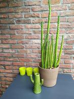 Cactussen in pot eventueel met decoratie, Ophalen of Verzenden, In pot