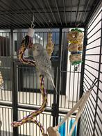 Engelse grasparkiet, Mâle, Perruche