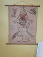 Prachtige schoolkaart 'de kikvors', Antiek en Kunst, Antiek | Schoolplaten, Ophalen of Verzenden