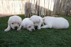 Prachtige Golden retriever pups (ouders aanwezig!), Dieren en Toebehoren, Golden retriever, België, CDV (hondenziekte), 8 tot 15 weken