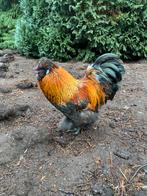 Zijdehoen haantjes, Mannelijk, Kip