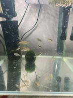 Zebra en luipaarddanio's