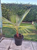 Washingtonia palmboom in 20 liter pot, Tuin en Terras, Planten | Bomen, Lente, Palmboom, Ophalen, Volle zon