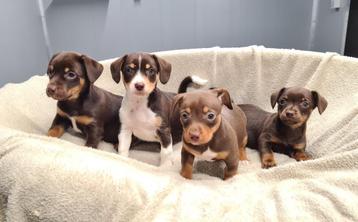 jack russell pups beschikbaar voor biedingen