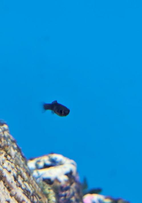 Black molly longtail baby, Dieren en Toebehoren, Vissen | Aquariumvissen, Zoetwatervis, Vis