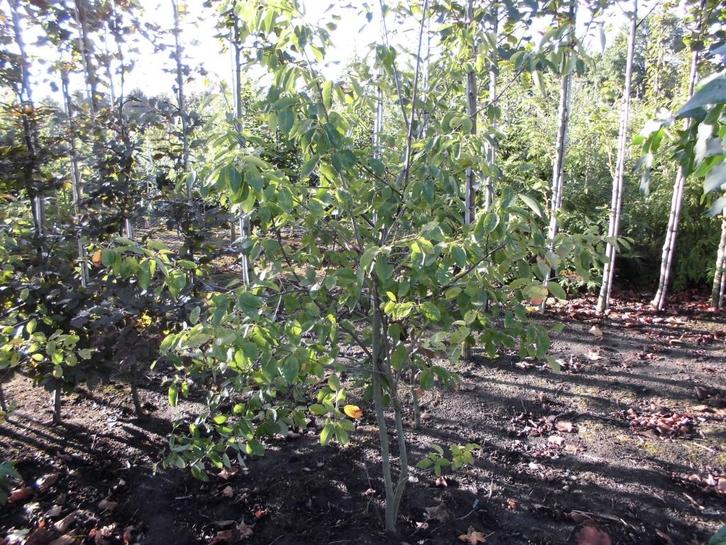 Sierheesters, Jardin & Terrasse, Plantes | Arbustes & Haies, Arbuste, Autres espèces, 100 à 250 cm, Enlèvement