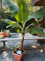 Bananenplant (+- 2m)!, Ophalen, Overige soorten, Halfschaduw, In pot