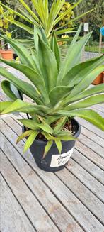 Agave mix, Ophalen