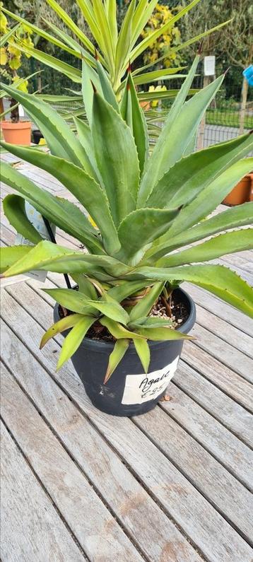 Agave mix beschikbaar voor biedingen
