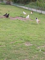 Hanen (lopen op de wei)