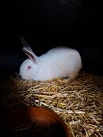 Wit van dendermonde voedster, Dieren en Toebehoren, Konijnen, Vrouwelijk, Groot, 0 tot 2 jaar