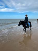 D pony gezocht