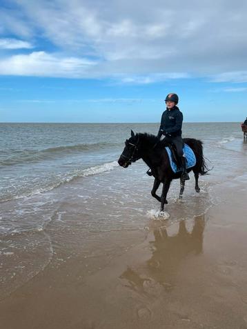 D pony gezocht, Dieren en Toebehoren