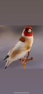 Kleine putters, Dieren en Toebehoren, Vogels | Overige Vogels