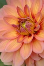 Tubercule de dahlia Yvonne, Enlèvement, Oignon