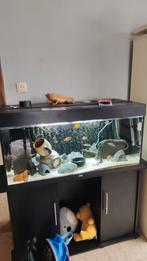 Aquarium JUWEL met 45 vissen, Ophalen, Zo goed als nieuw