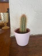 Cactus met roze bloempot, Ophalen, Cactus