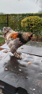 Gekuifde brahma, Dieren en Toebehoren, Mannelijk, Kip