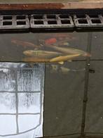 Alle koi's moeten weg wegens woning brand dringend, Dieren en Toebehoren, Vissen | Vijvervissen