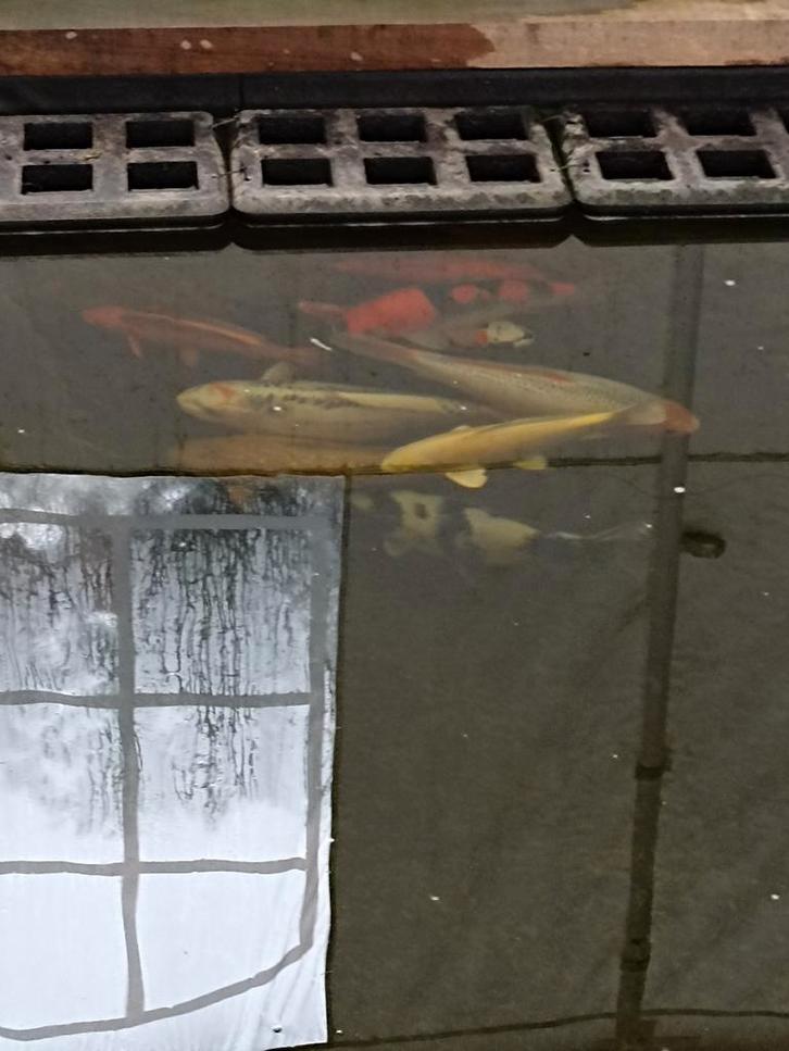 Alle koi's moeten weg wegens woning brand dringend, Dieren en Toebehoren, Vissen | Vijvervissen