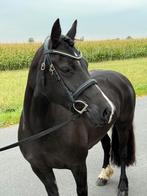 Project of fokmerrie - 7 jaar, Dieren en Toebehoren, Paarden, Merrie