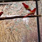 Rubino Rosellas, Meerdere dieren, Parkiet, Geringd