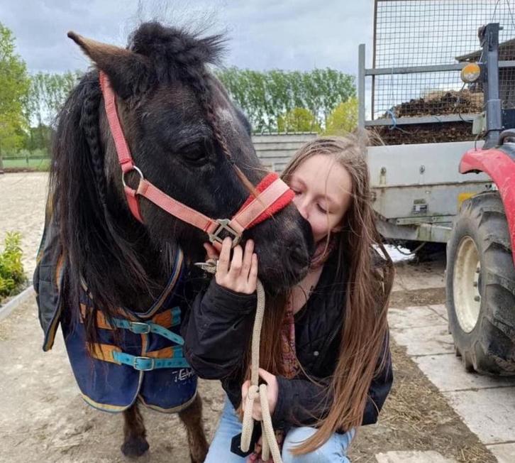 Ruiter of hulp, Dieren en Toebehoren, Paarden