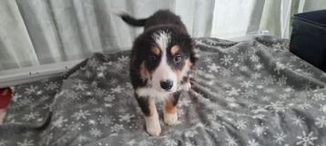 Border Collie Tri Color pup