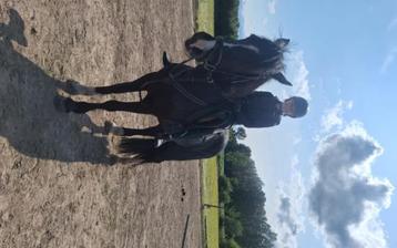Halve stal paarden aangeboden beschikbaar voor biedingen