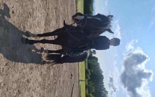 Halve stal paarden aangeboden, Dieren en Toebehoren, Paarden, Meerdere dieren, M