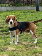 Gouden mandje gezocht voor 2 jarige beagle, Diversen, Ophalen