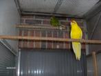 Kakariki, Parkiet
