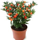 Zaden Solanum pseudoc. (oranjeboompje), Ophalen of Verzenden, Gehele jaar, Volle zon, Zaad