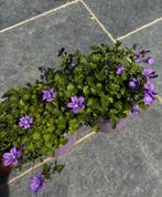 campanula / klokjes vaste plant paarse bloemen, Tuin en Terras, Ophalen of Verzenden, Zomer, Vaste plant, Bodembedekkers