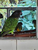 Bruinkoppapegaai,  Poicephalus cryptoxanthus, Geringd