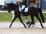 Merrie uit 2009, afkomstig uit de dressuursport, Dieren en Toebehoren, Paarden, Merrie, Gechipt, Dressuurpaard, 170 tot 175 cm