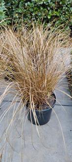 Carex, Tuin en Terras, Planten | Tuinplanten, Ophalen