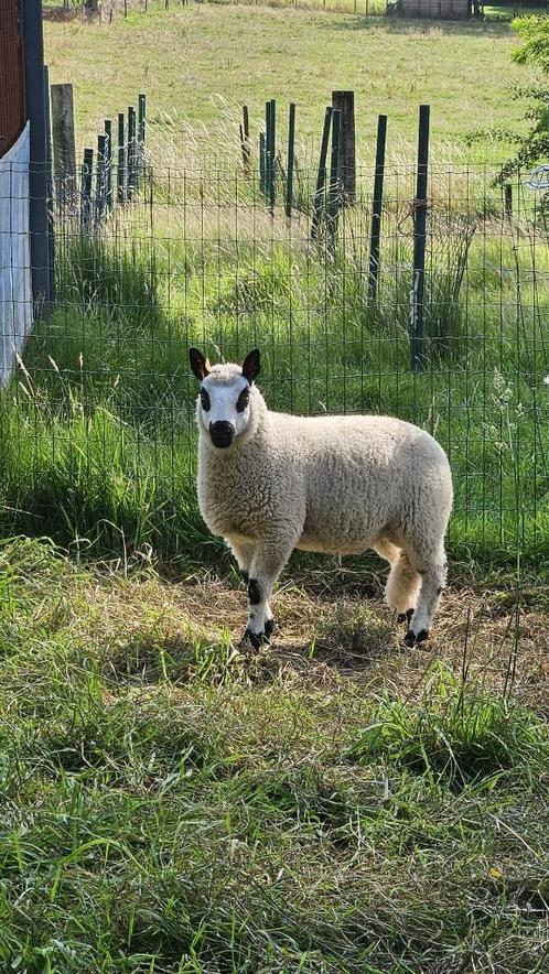 Kerry Hill dekrammen gekeurd, Dieren en Toebehoren, Schapen, Geiten en Varkens, Schaap, Mannelijk, 0 tot 2 jaar
