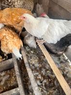 Jonge hennen en haantjes te koop, Dieren en Toebehoren, Pluimvee, Meerdere dieren, Kip