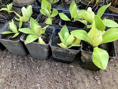 Primula auricula, Jardin & Terrasse, Plantes | Jardin, Plante fixe, Autres espèces, Mi-ombre, Printemps, Enlèvement