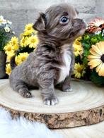 Chihuahua pup langhaar, Dieren en Toebehoren, België, Fokker | Hobbymatig, Reu, CDV (hondenziekte)