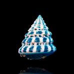 Tectus Conus sp, Dieren en Toebehoren, Slak of Weekdier, Zoutwatervis