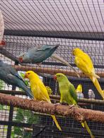 Halsband parkieten 2025 geringd, Dieren en Toebehoren, Vogels | Parkieten en Papegaaien, Geringd
