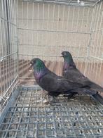 Takla mardin super arap, Dieren en Toebehoren, Vogels | Duiven