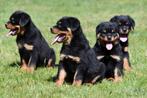 Rottweiler pups te koop, België, CDV (hondenziekte), 8 tot 15 weken, Teef