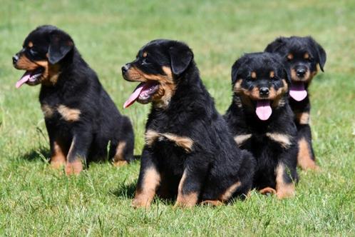 Rottweiler pups te koop, Dieren en Toebehoren, Honden | Bulldogs, Pinschers en Molossers, Teef, Rottweiler, Fokker | Professioneel