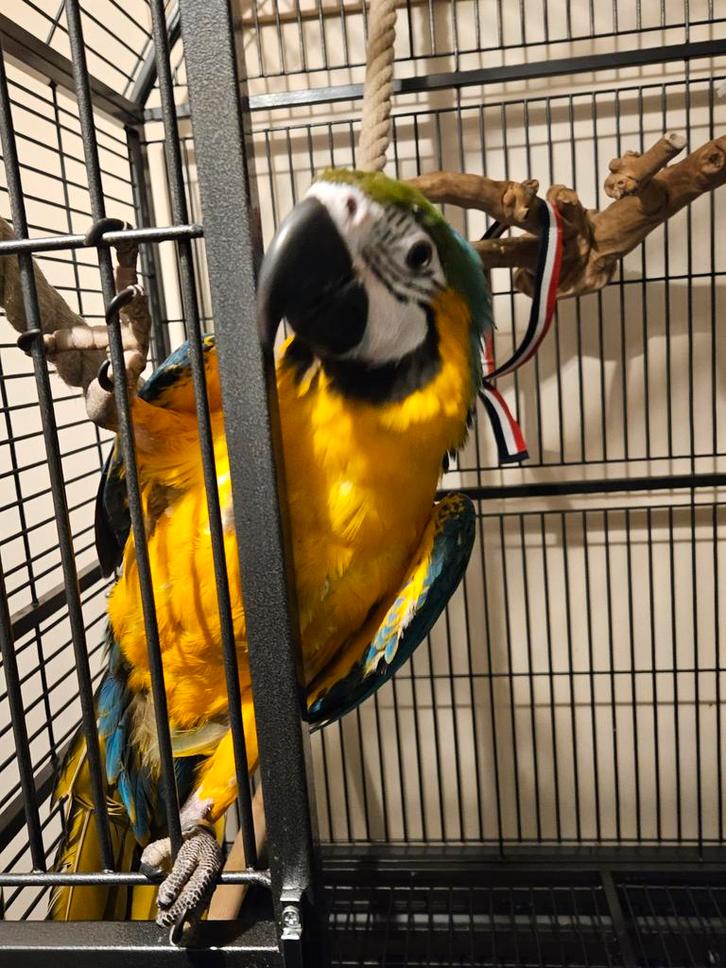 Prachtige handtamme ara (vrouwtje), Animaux & Accessoires, Oiseaux | Perruches & Perroquets, Perroquet, Femelle, Domestique