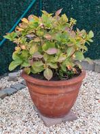 Terracotta pot met een hortensia., Tuin en Terras, Bloembakken en Plantenbakken, Ophalen, Zo goed als nieuw