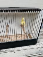Kanaries jonge van 2025 (POP), Dieren en Toebehoren, Vogels | Kanaries
